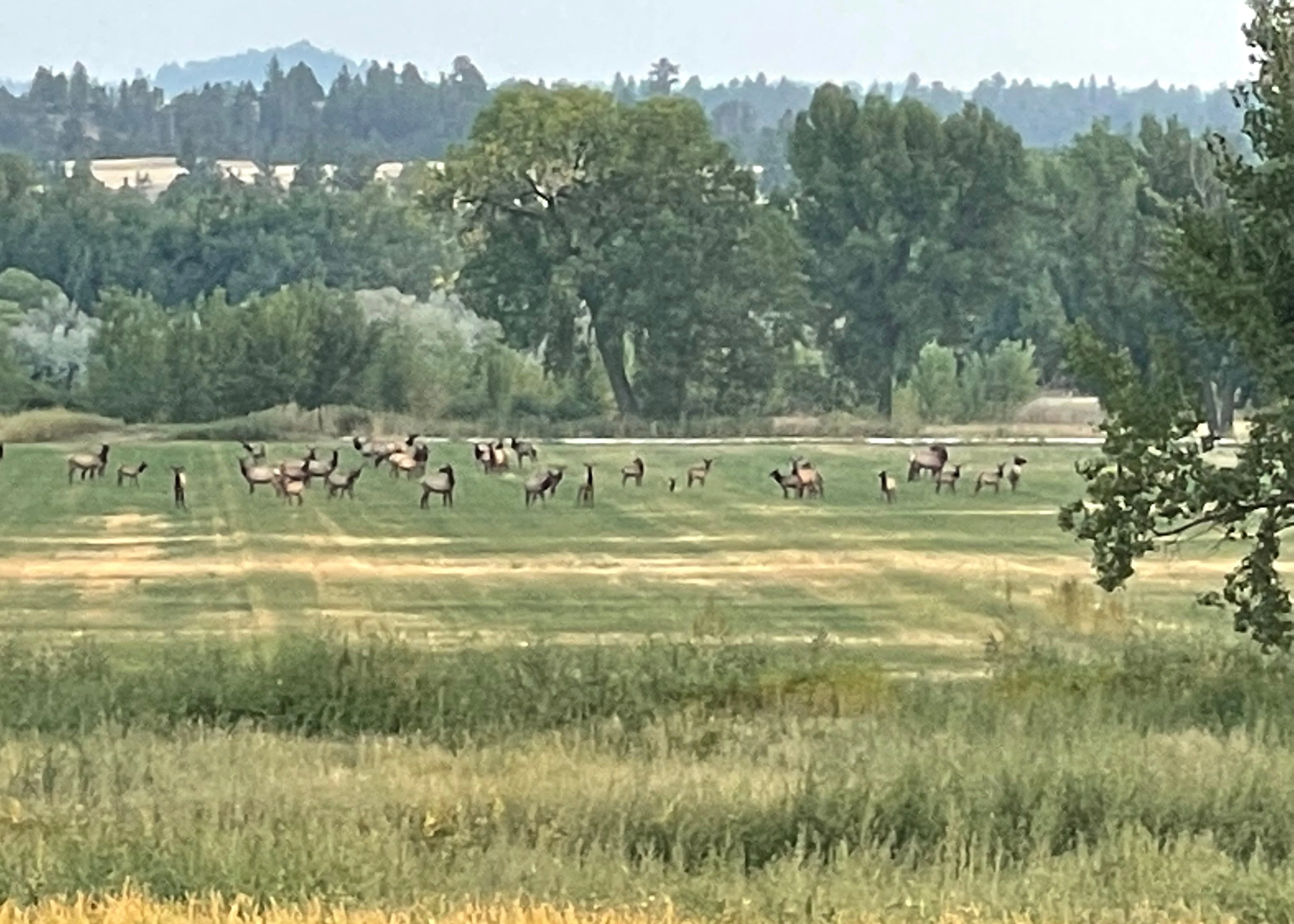 Cow Elk Hunt for 2