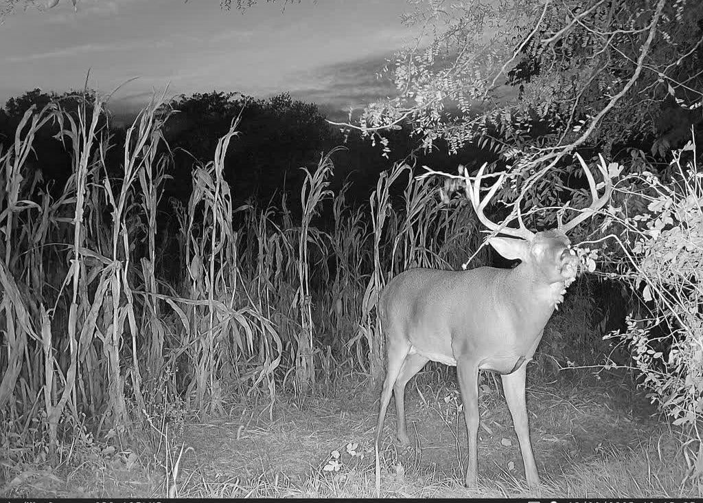Outdoorsman Missouri Whitetail Deer Farms - Image 10