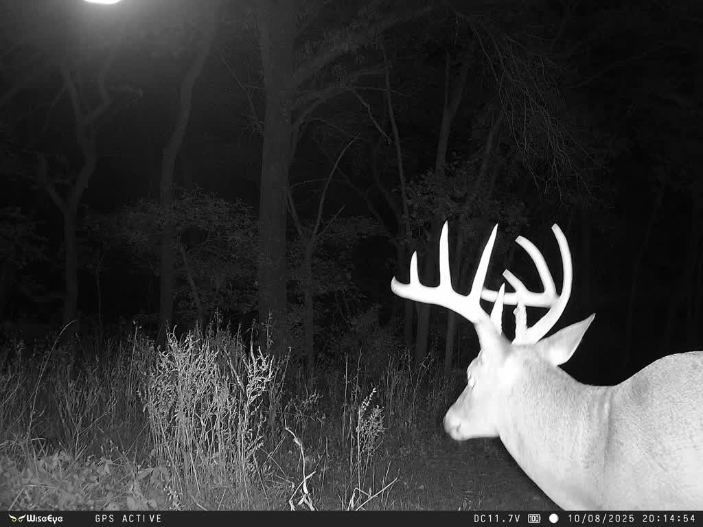 Outdoorsman Missouri Whitetail Deer Farms - Image 11