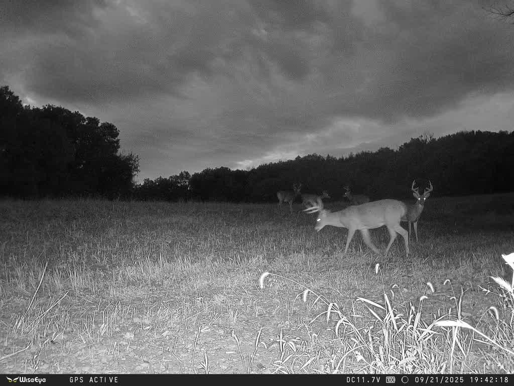 Outdoorsman Missouri Whitetail Deer Farms - Image 15