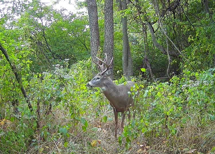 Outdoorsman Missouri Whitetail Deer Farms - Image 4