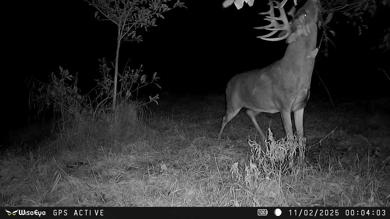 Outdoorsman Missouri Whitetail Deer Farms - Image 5