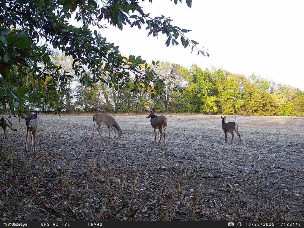 Outdoorsman Missouri Whitetail Deer Farms - Image 6