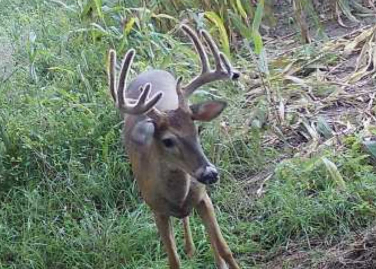 Outdoorsman Missouri Whitetail Deer Farms - Image 7