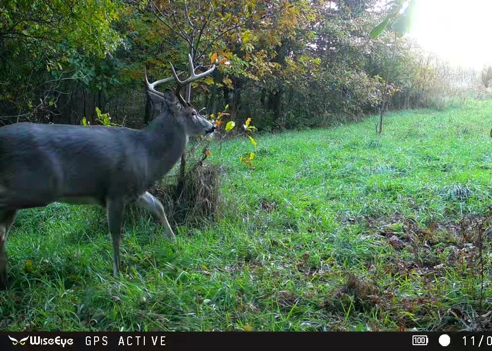 Outdoorsman Missouri Whitetail Deer Farms - Image 9
