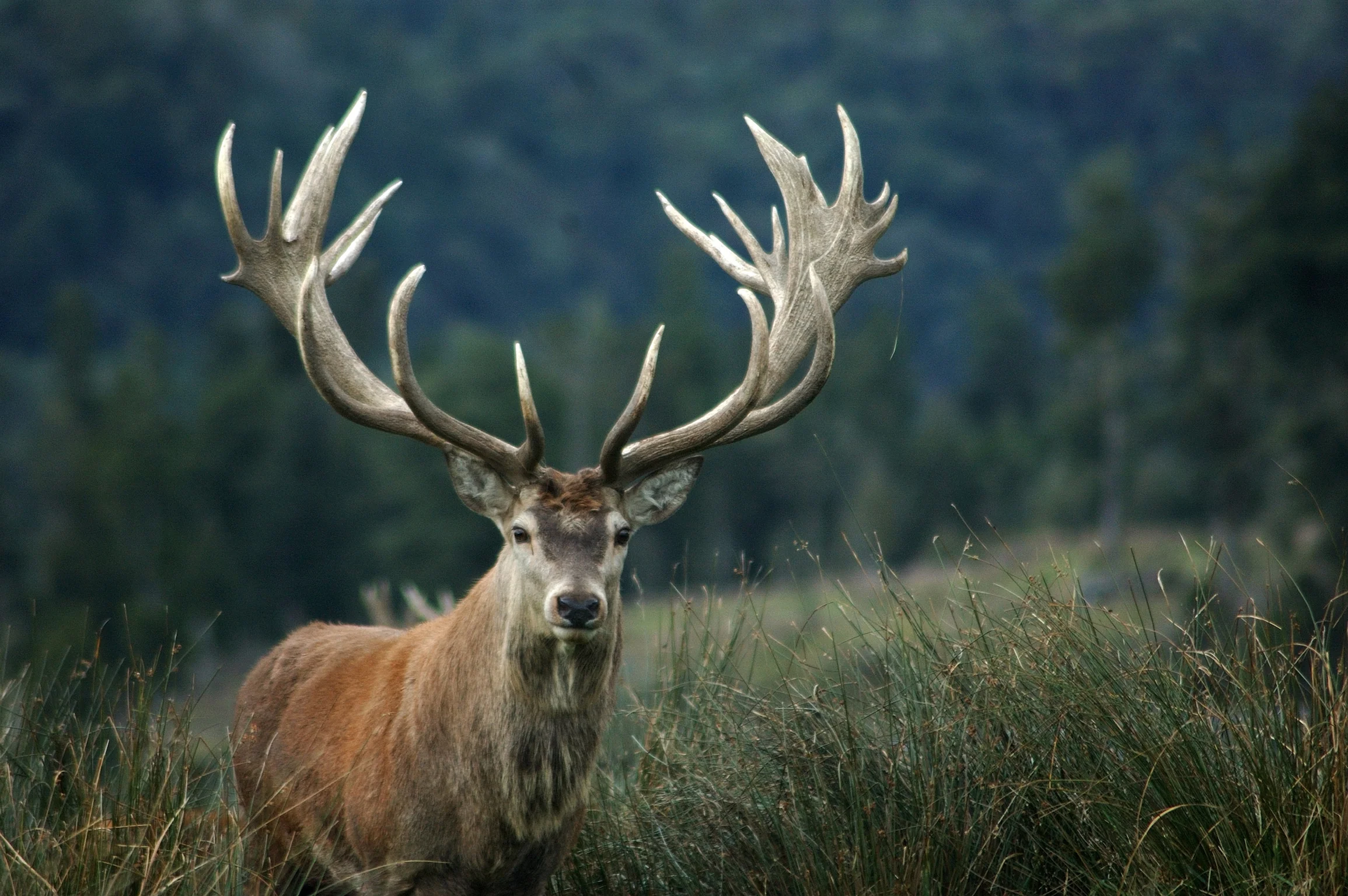 NZ Red Stag Hunt ($500 locks in your 2026 reservation) - Image 3