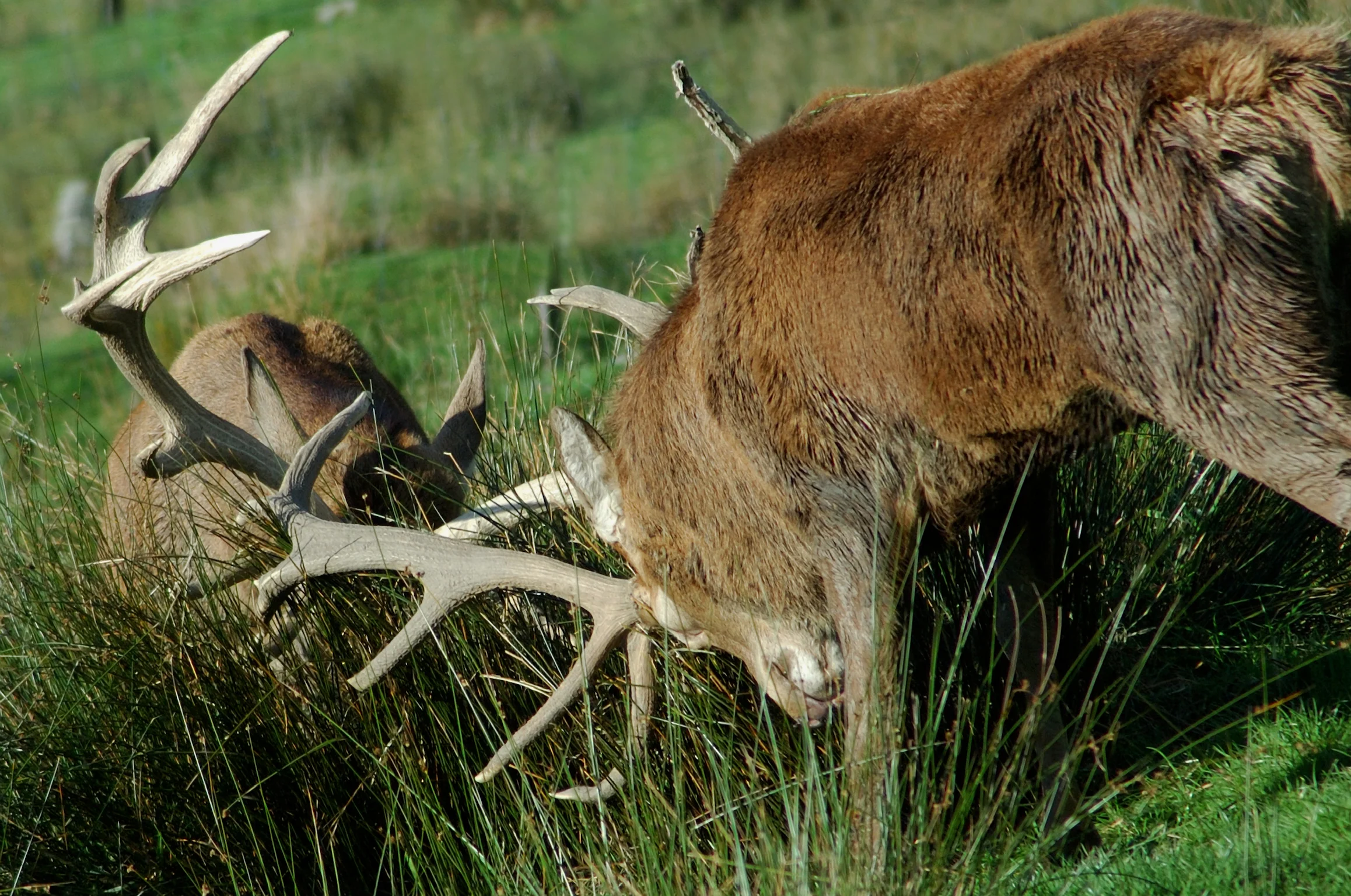 NZ Red Stag Hunt ($500 locks in your 2026 reservation) - Image 4